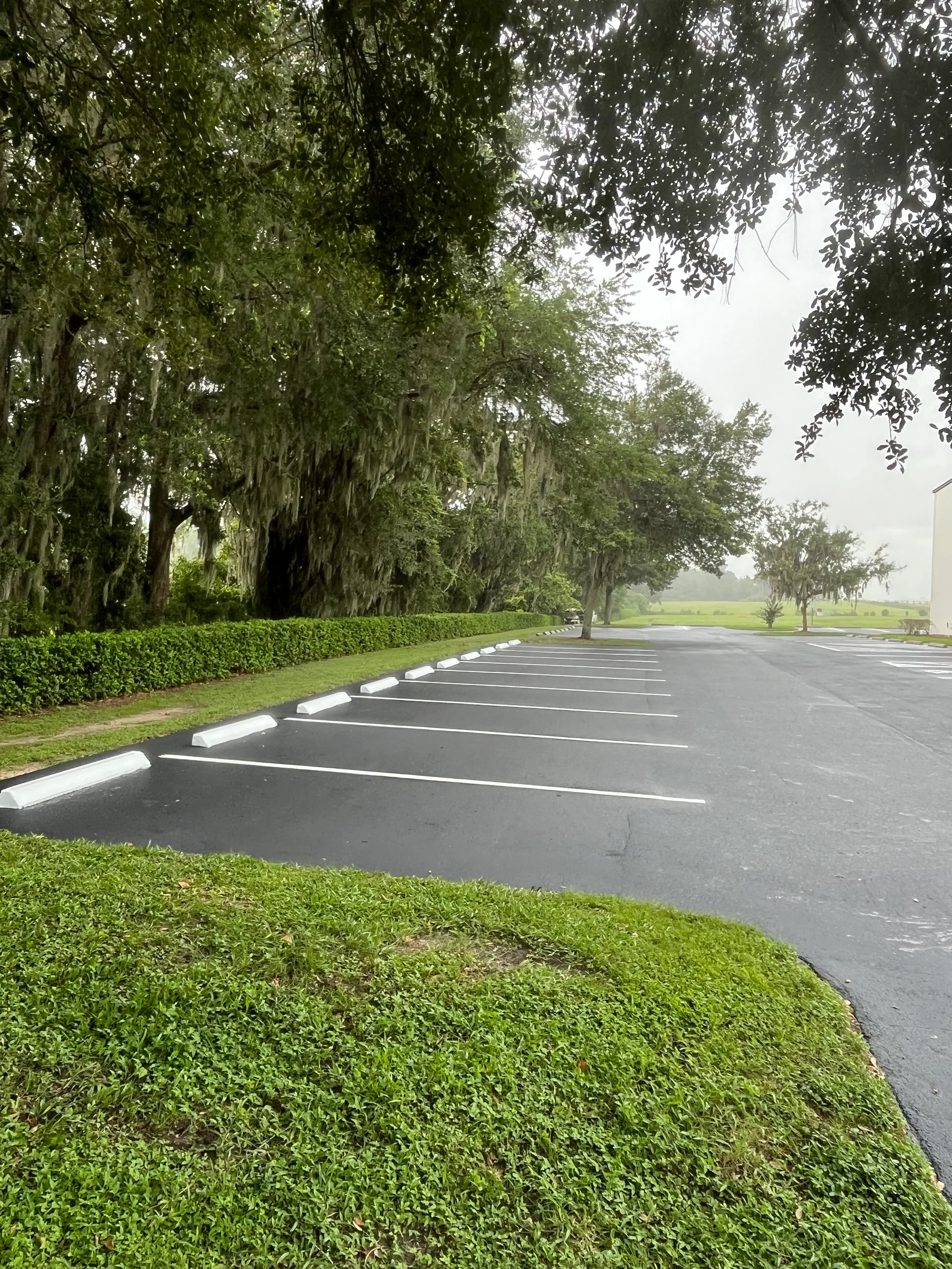 Newly paved asphalt parking lot with white striping under large oak trees